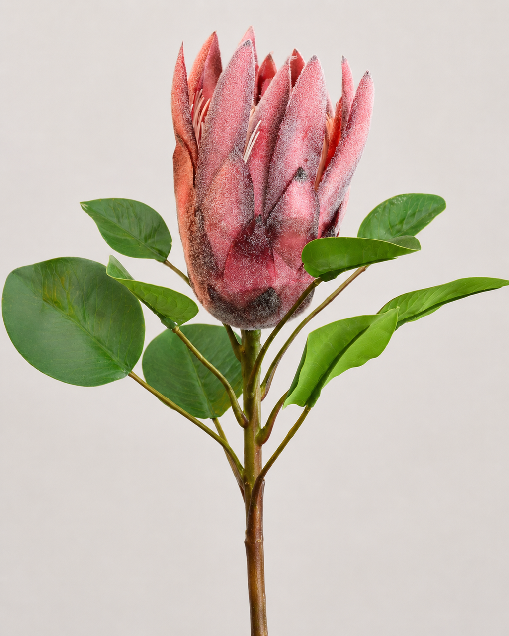 PROTEA REY ROJA