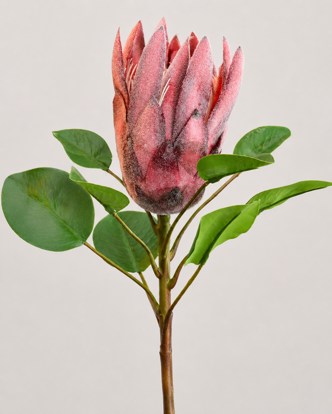 PROTEA REY ROJA