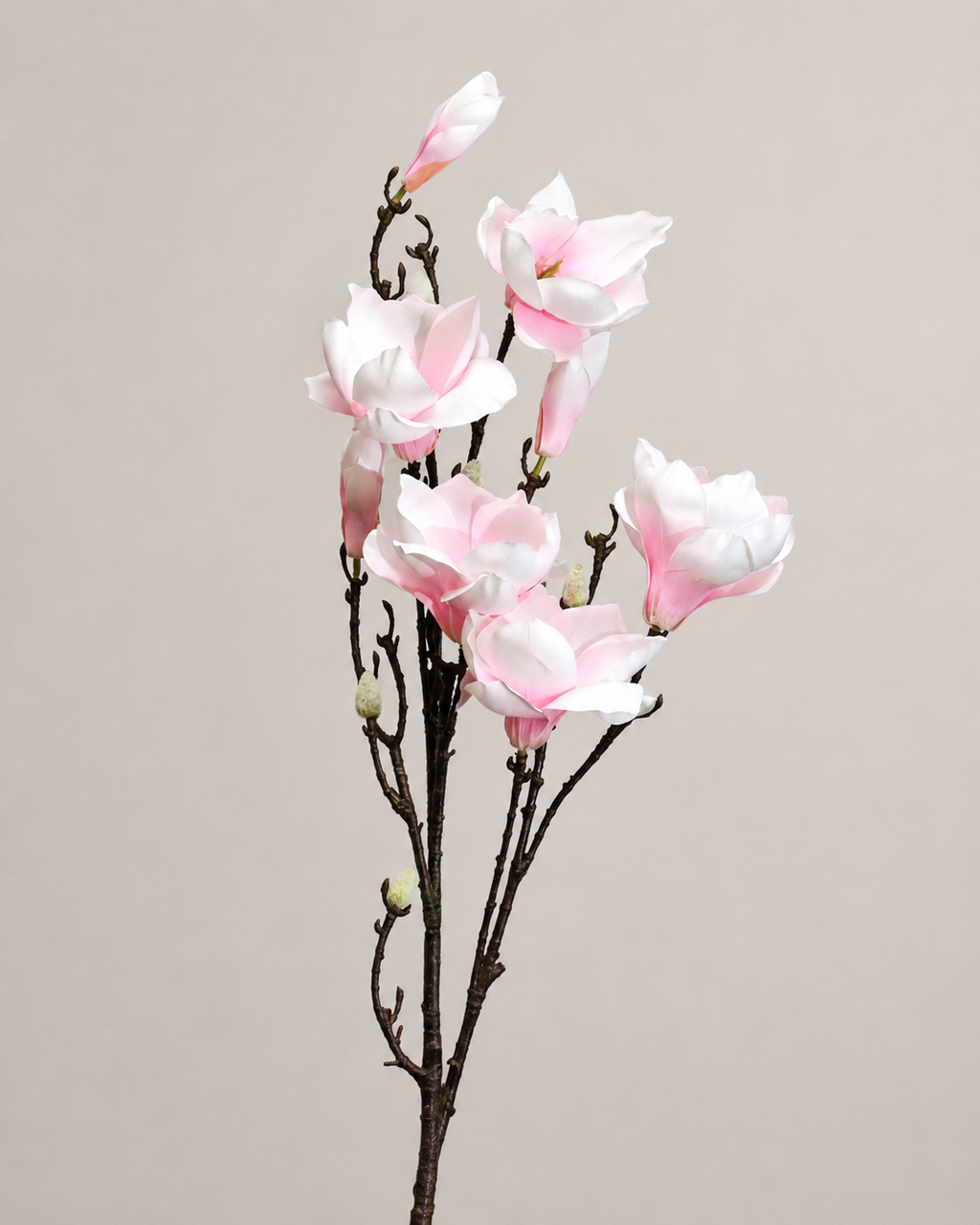 VARA DE MAGNOLIA CREMA/ROSA