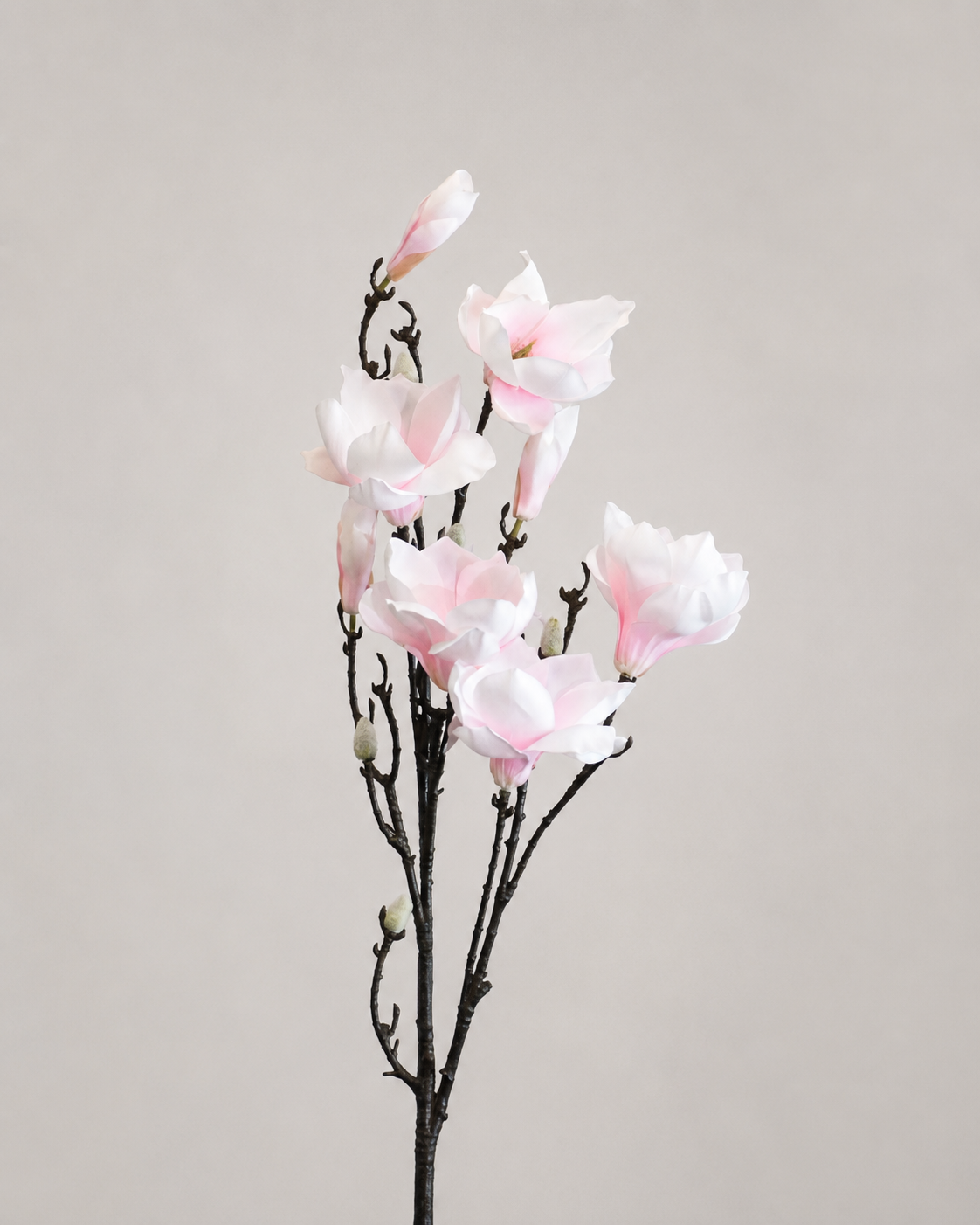 VARA DE MAGNOLIA CREMA/ROSA