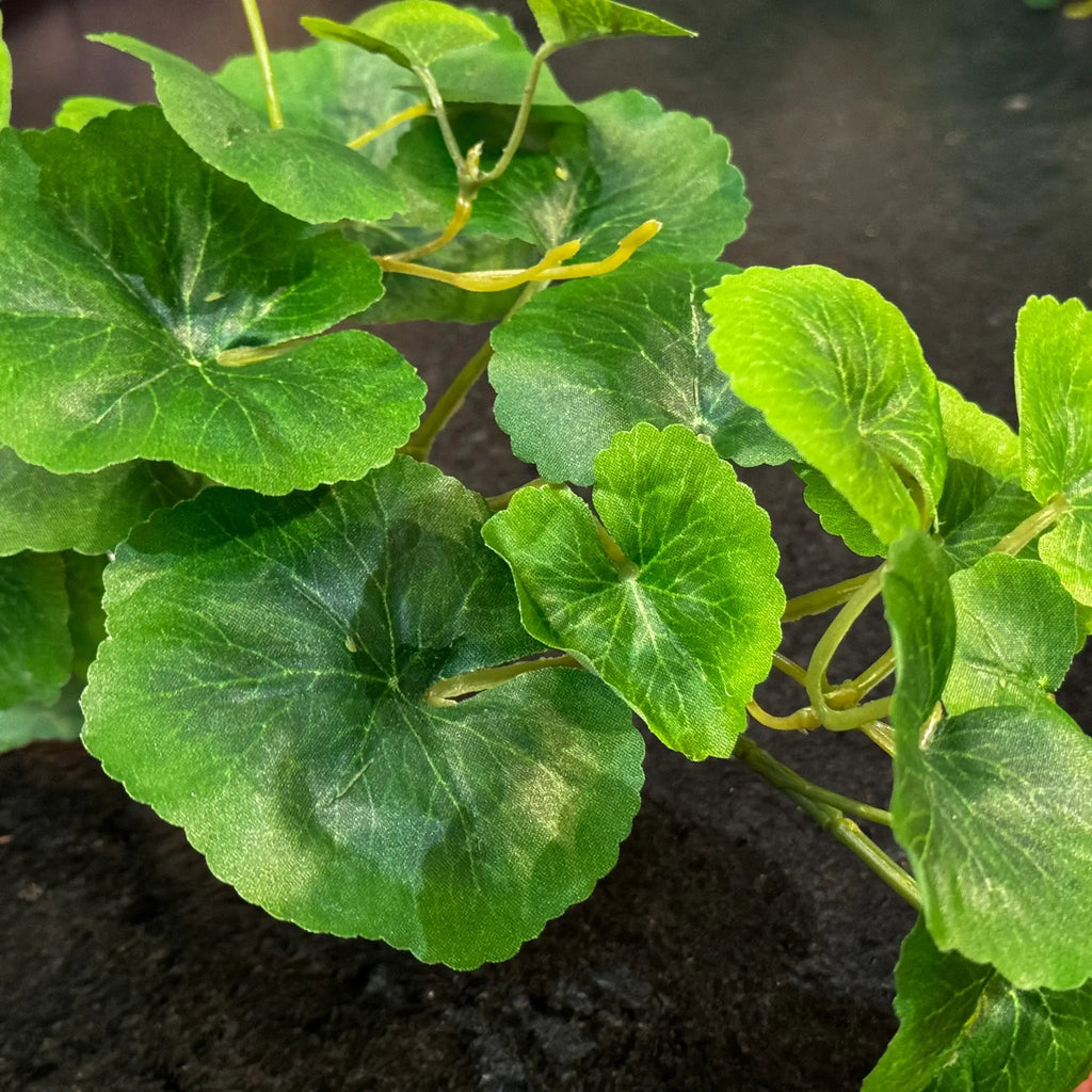 GUIA DE HOJA DE GERANIO VERDE