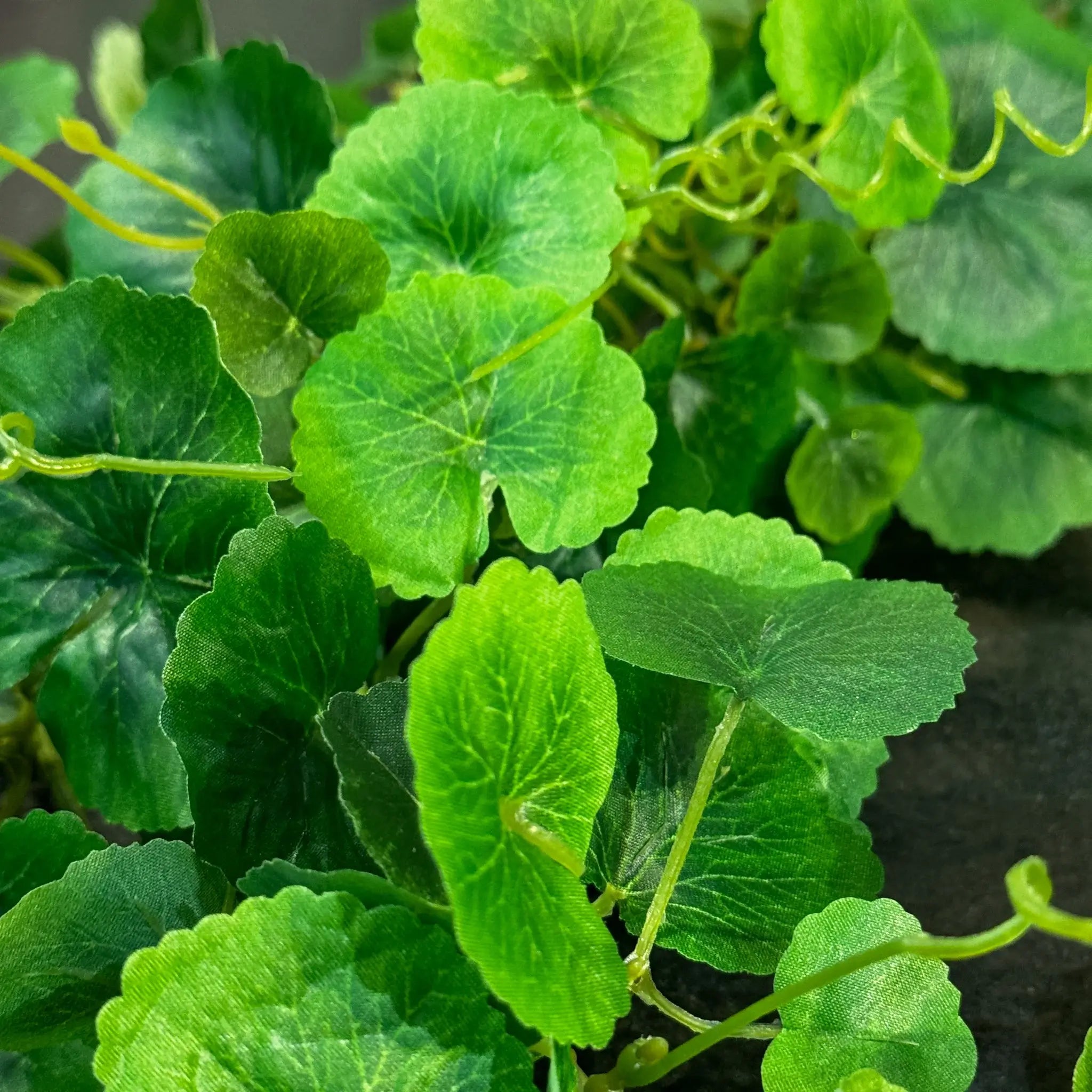 GUIA DE HOJA DE GERANIO VERDE