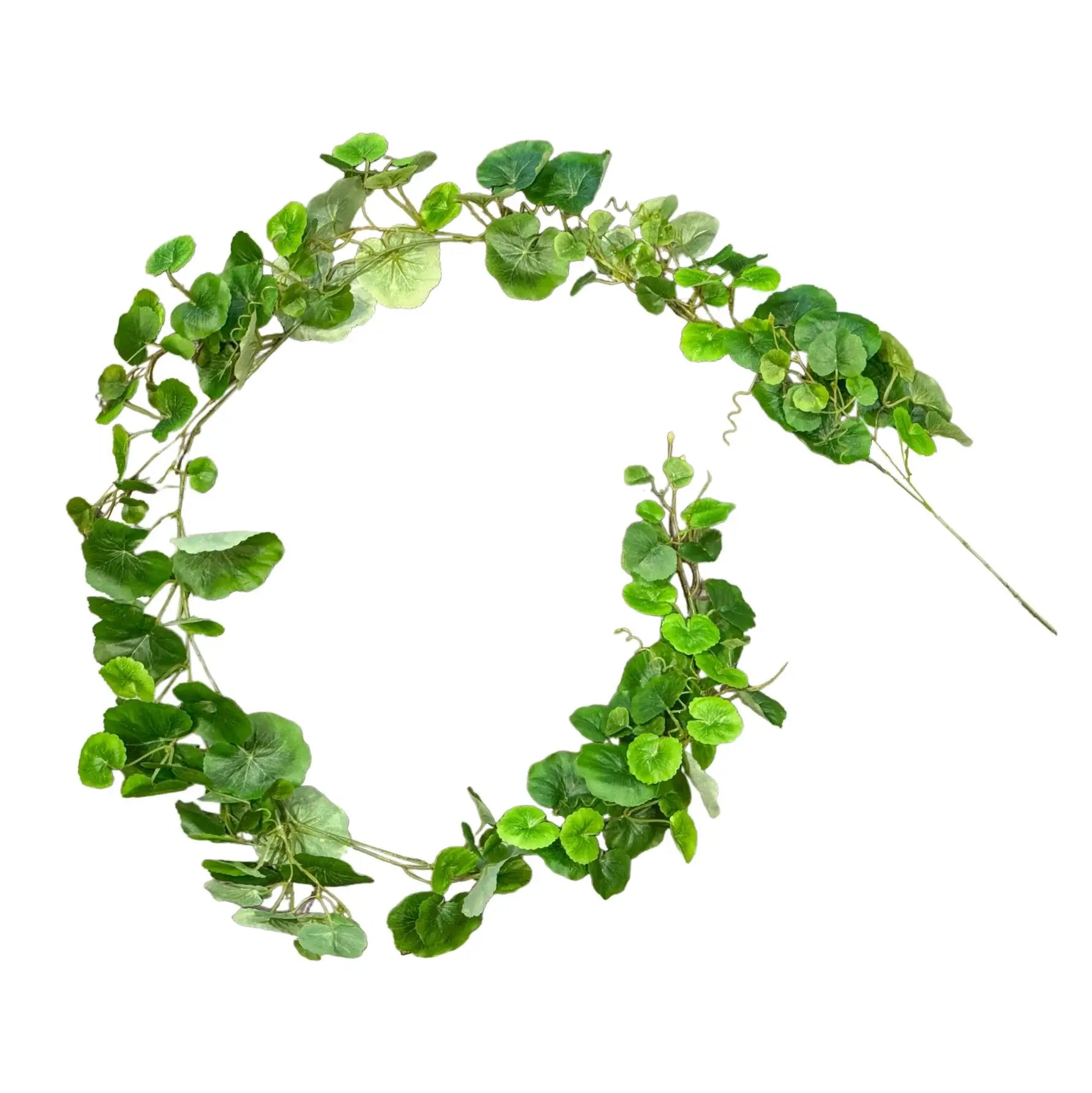 GUIA DE HOJA DE GERANIO VERDE