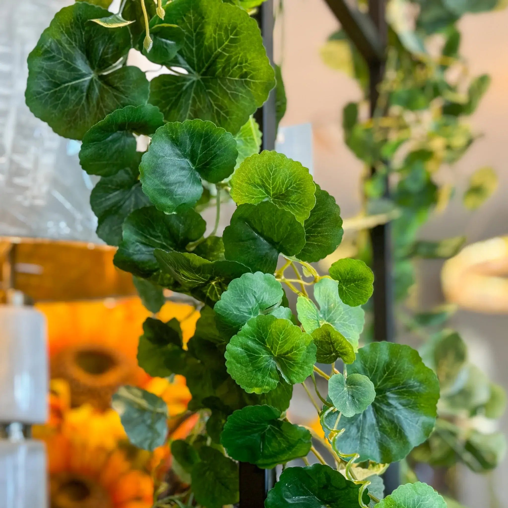 GUIA DE HOJA DE GERANIO VERDE