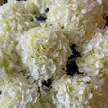 HORTENSIA GRANDE CREMA