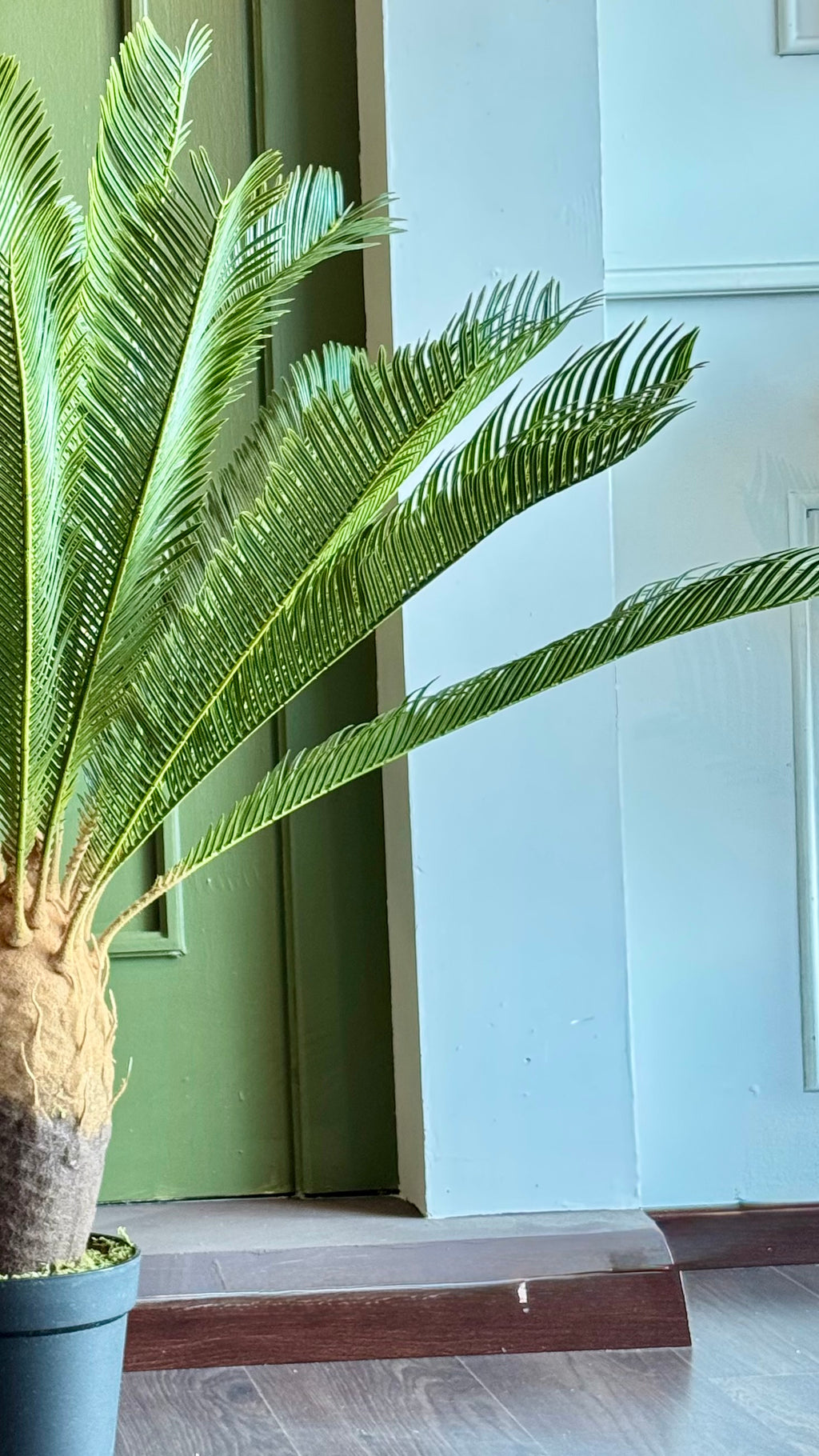 PALMA CYCAS