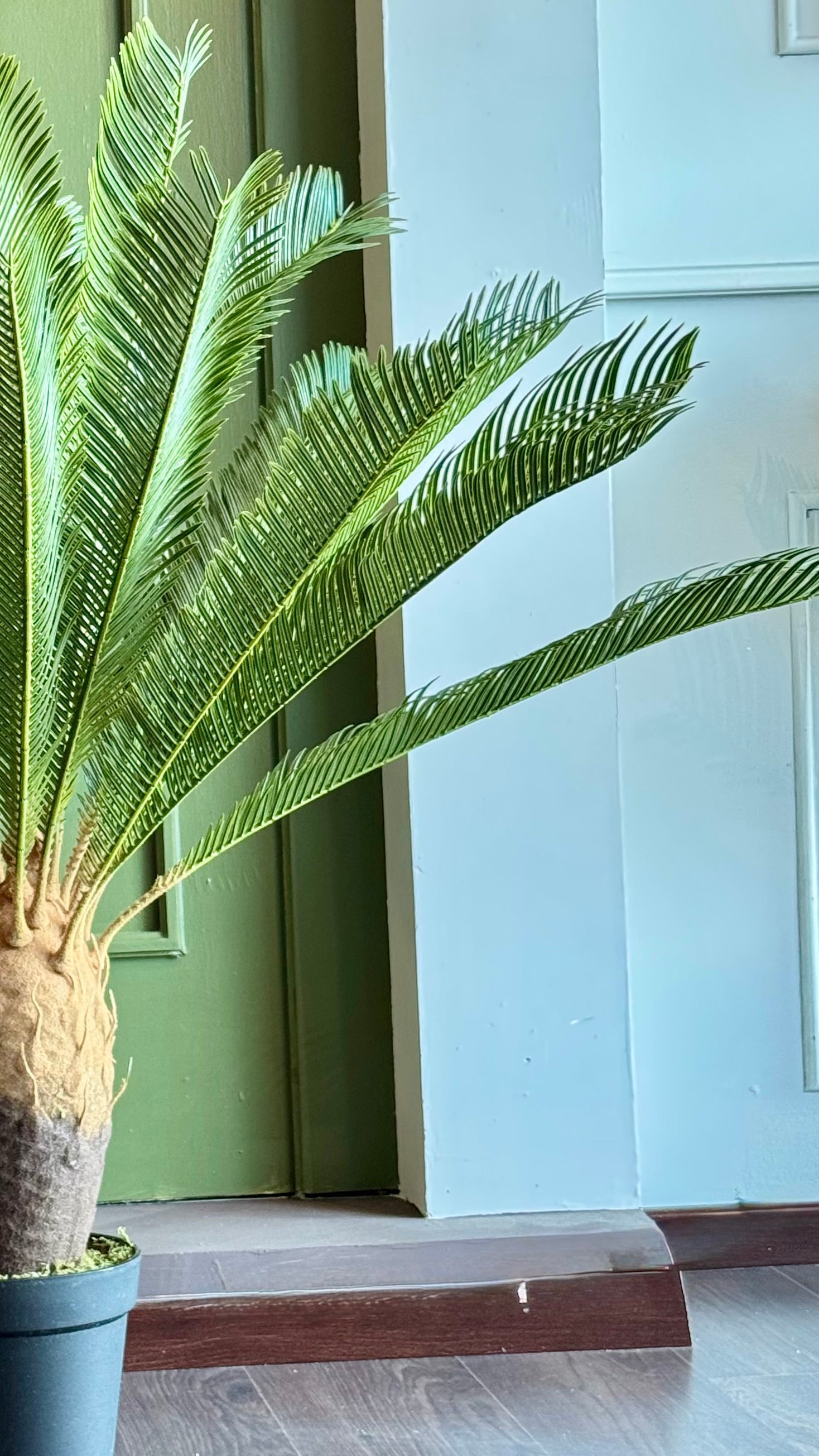 PALMA CYCAS