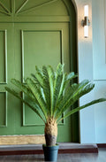 PALMA CYCAS