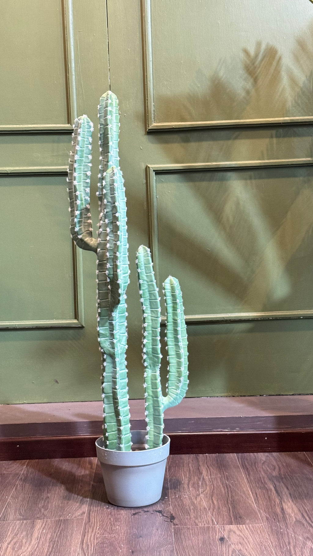 CACTUS CEREUS