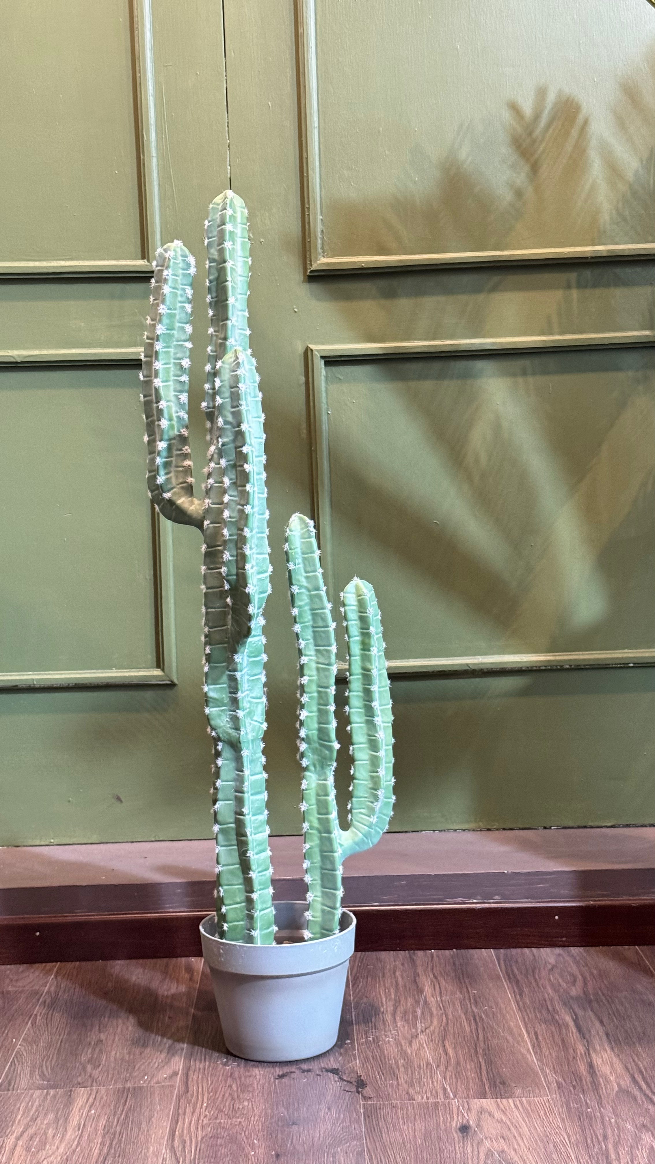 CACTUS CEREUS