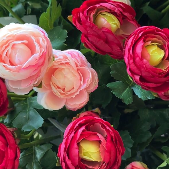 RANUNCULOS ROSA