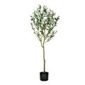 ARBOL DE OLIVO A120