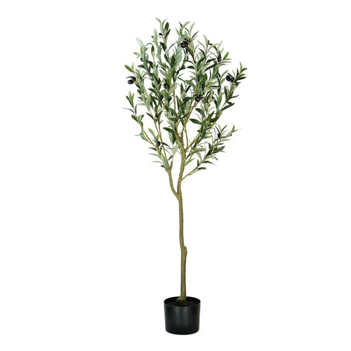 ARBOL DE OLIVO A120