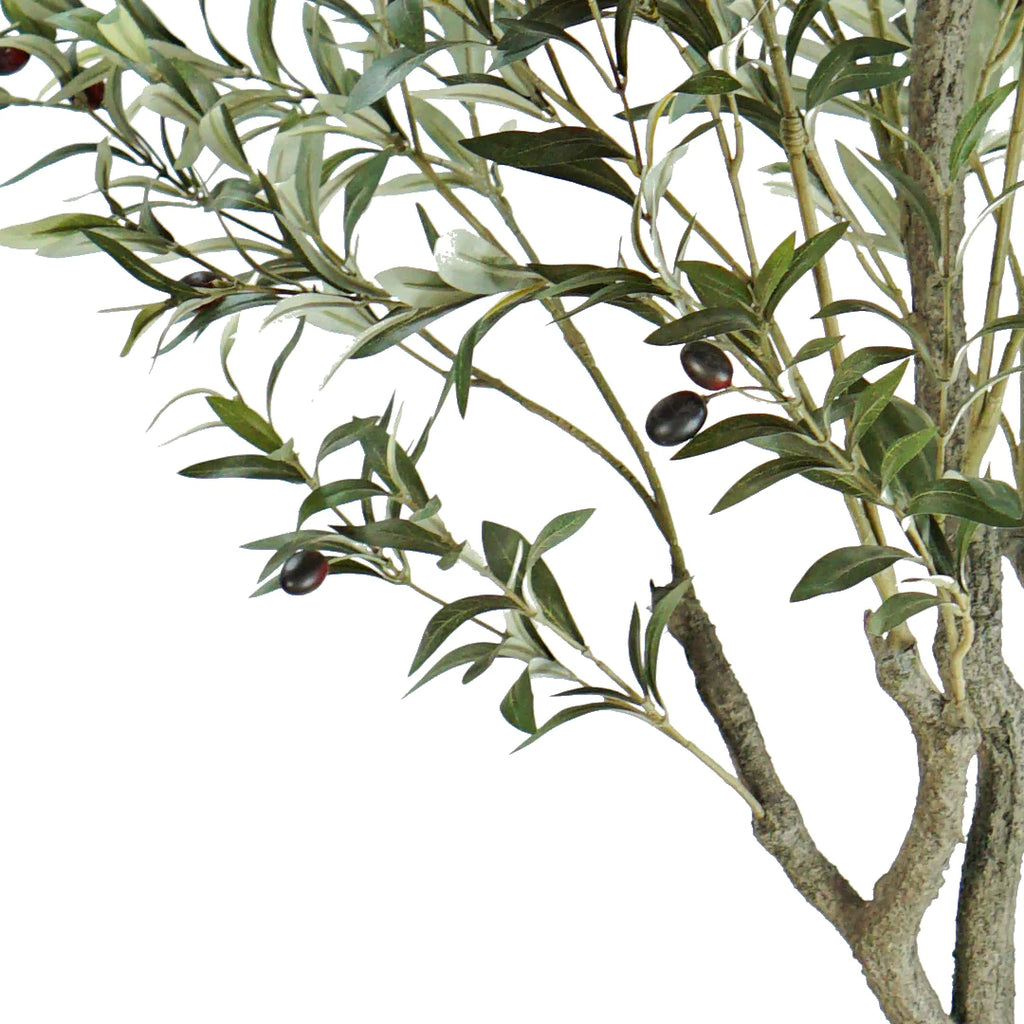 ARBOL DE OLIVO A210