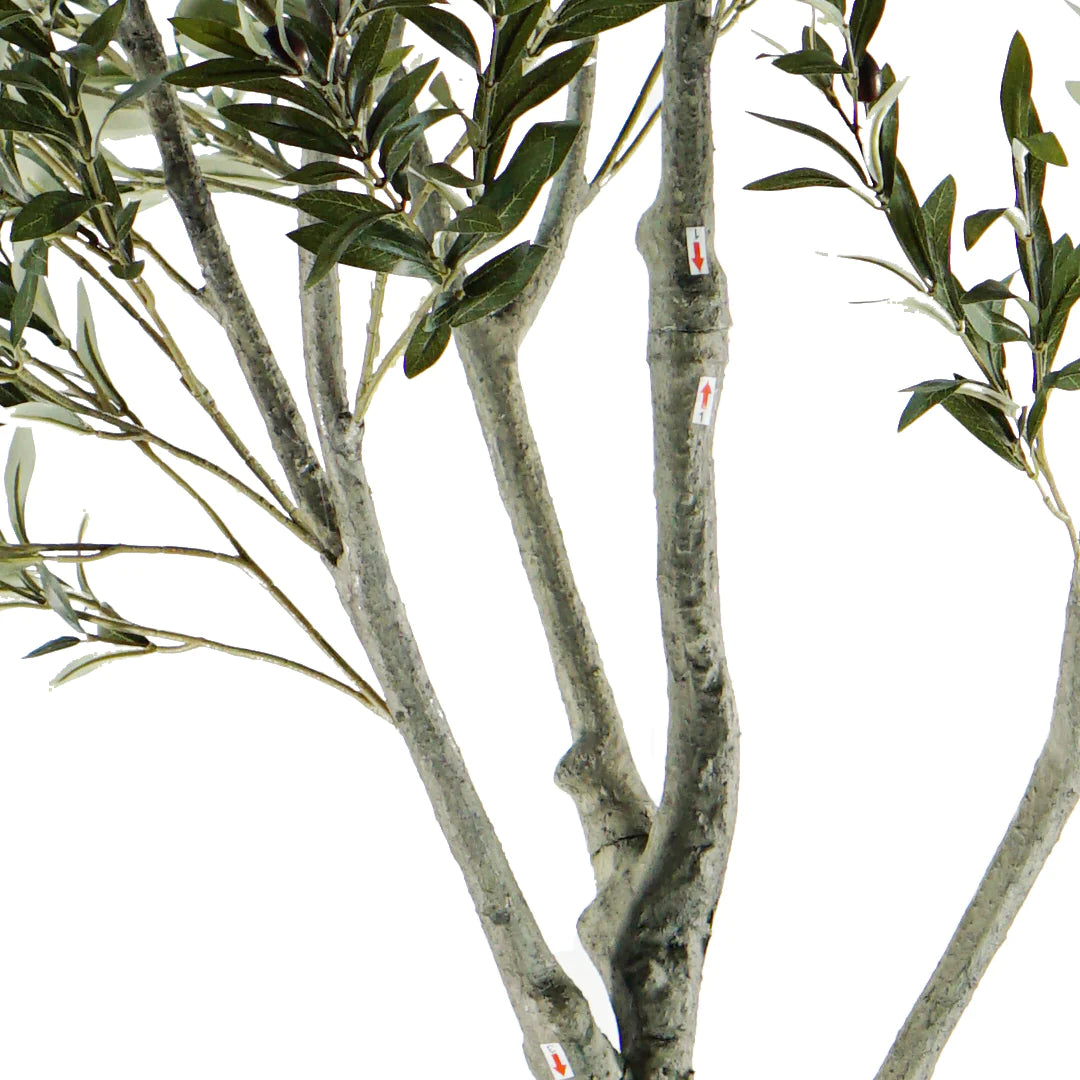 ARBOL DE OLIVO A240