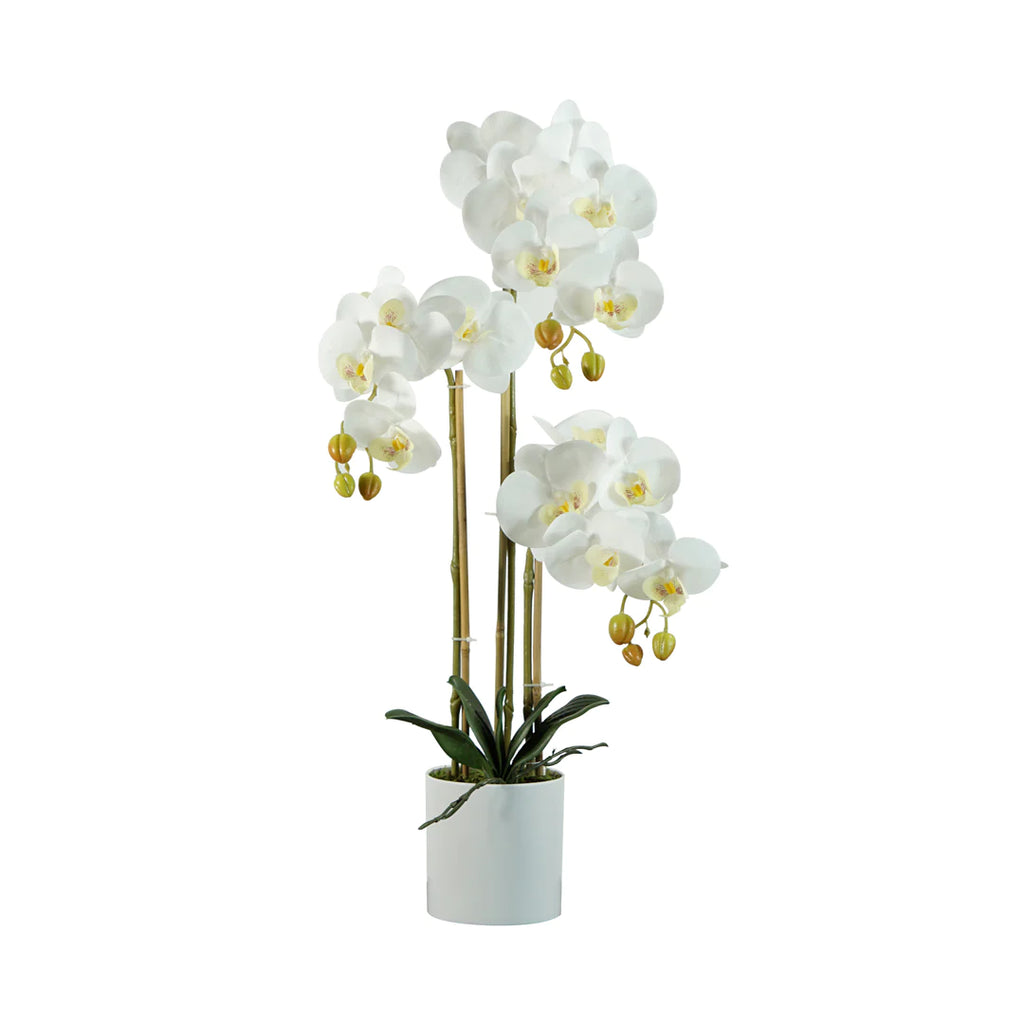 ORQUIDEA EN MACETA A60
