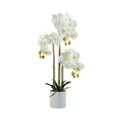 ORQUIDEA EN MACETA A60