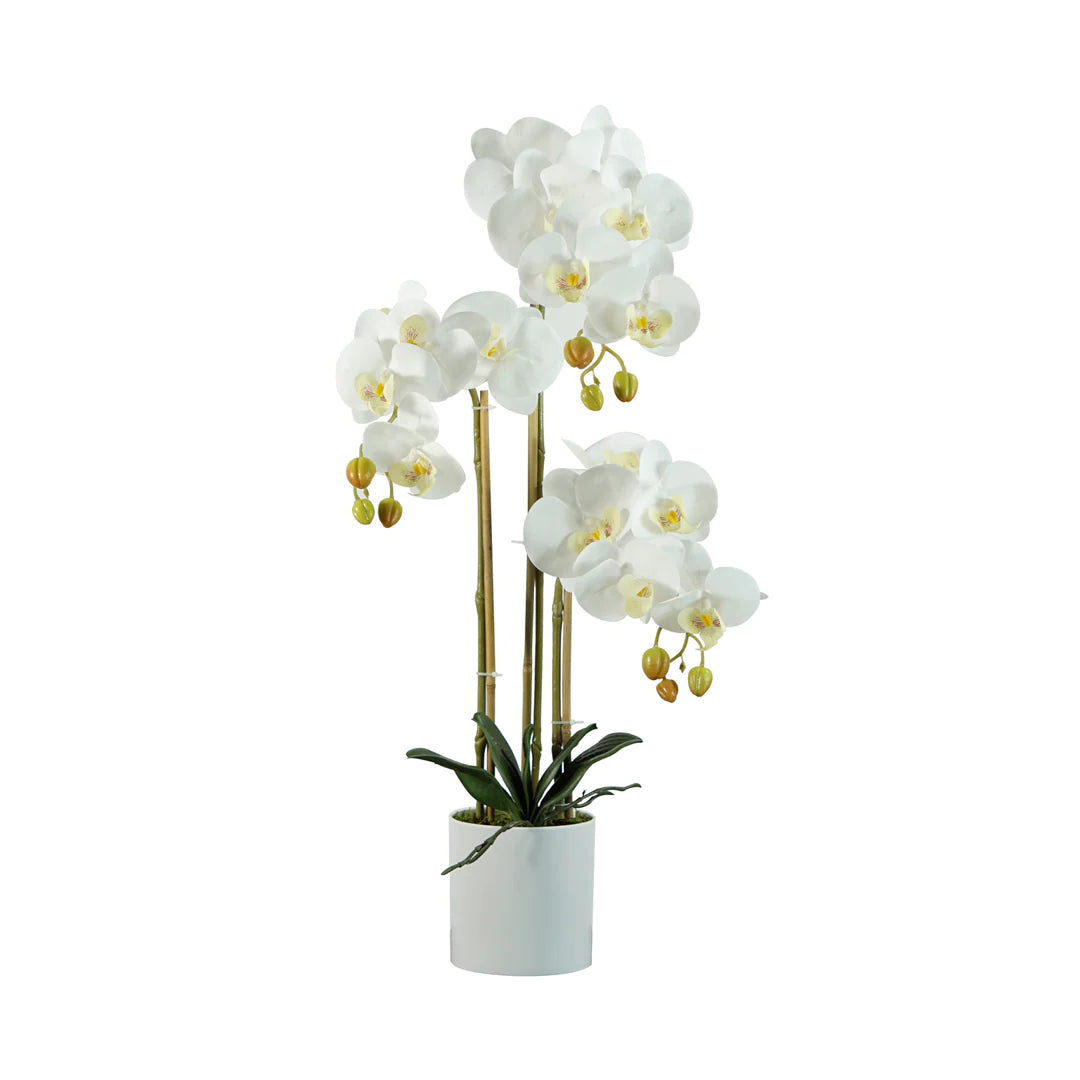 ORQUIDEA EN MACETA A60