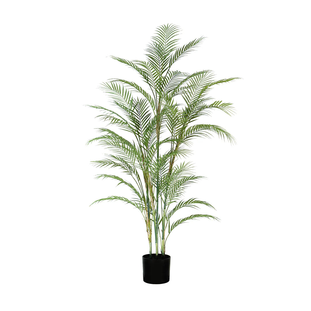 PALMA ARECA A160