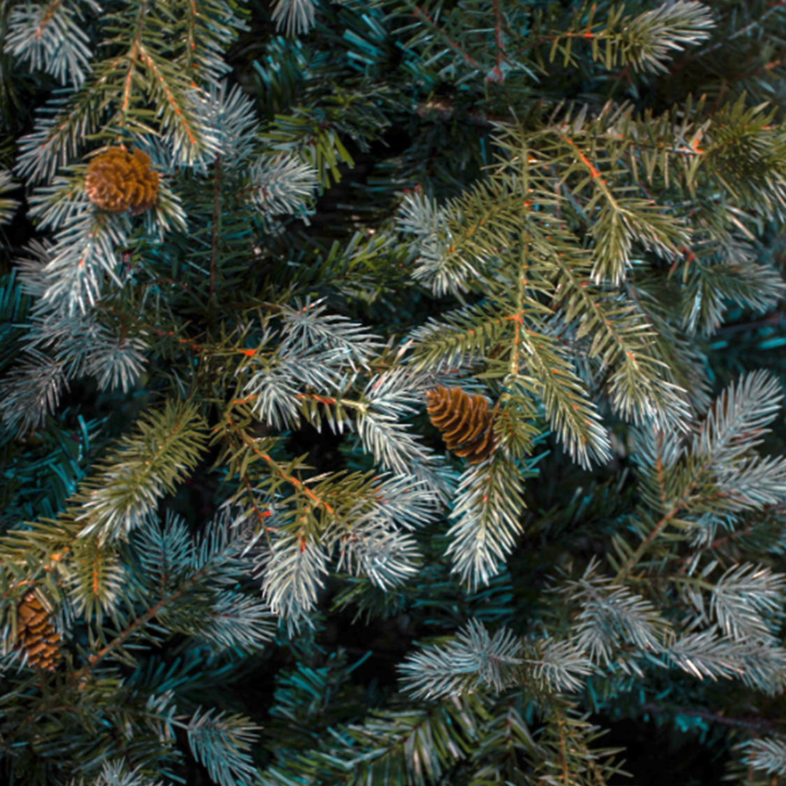 ARBOL SPRUCE VERDE