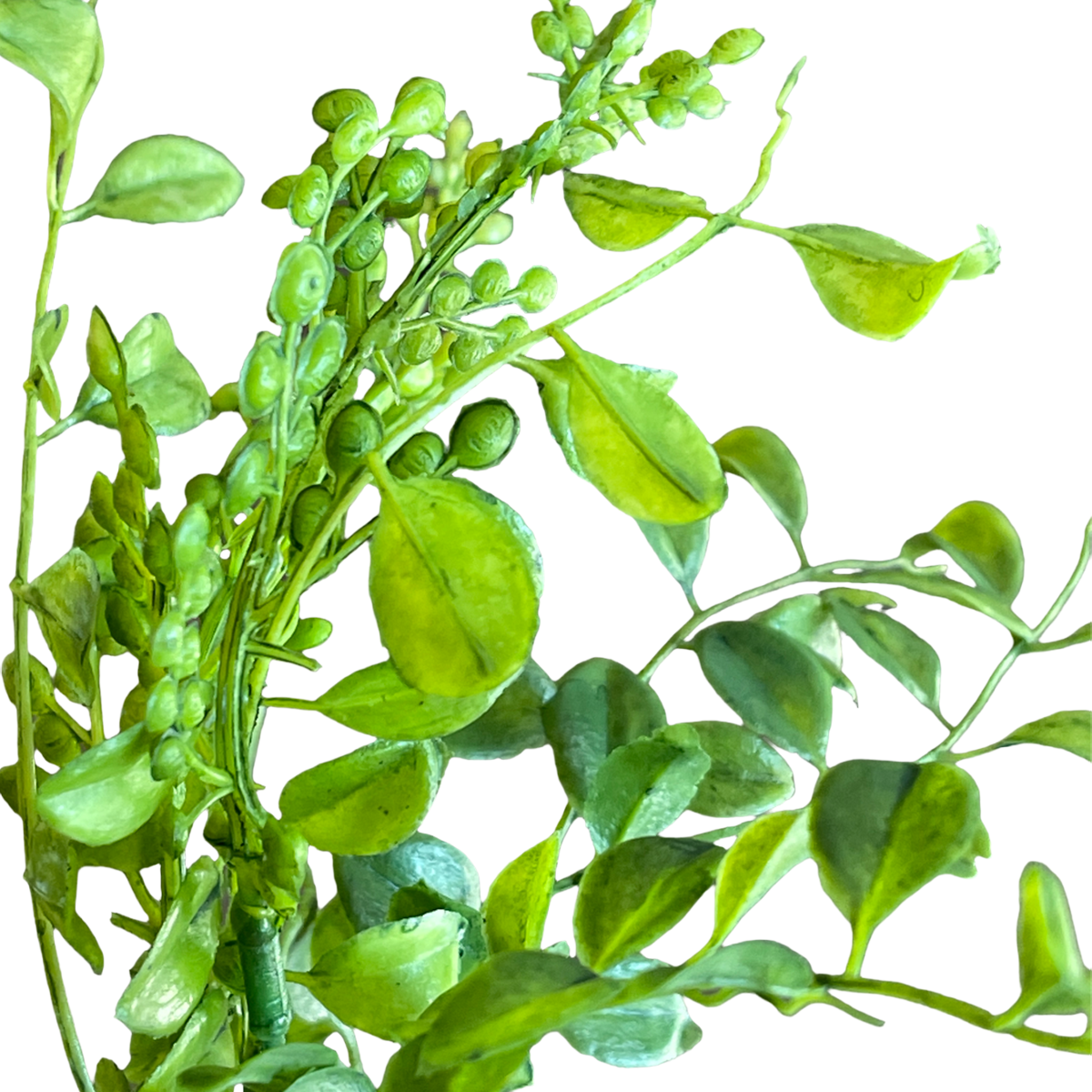 FOLLAJE VERDE