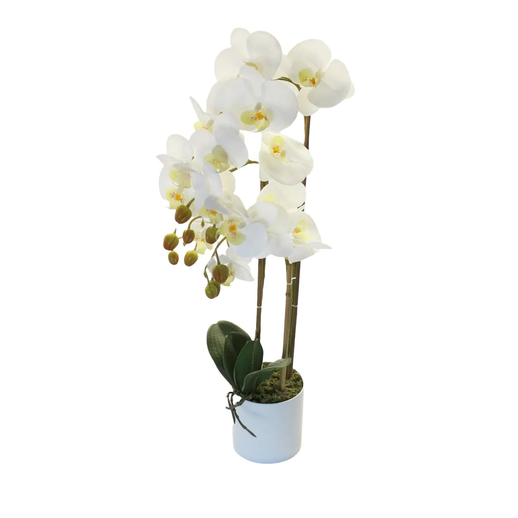 ORQUIDEA EN MACETA A60