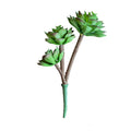 Suculenta Verde