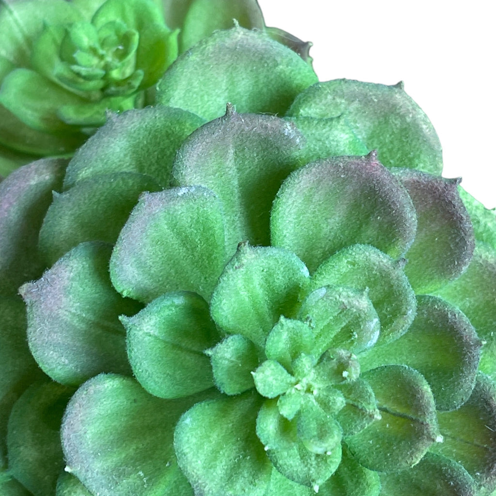 Suculenta Verde