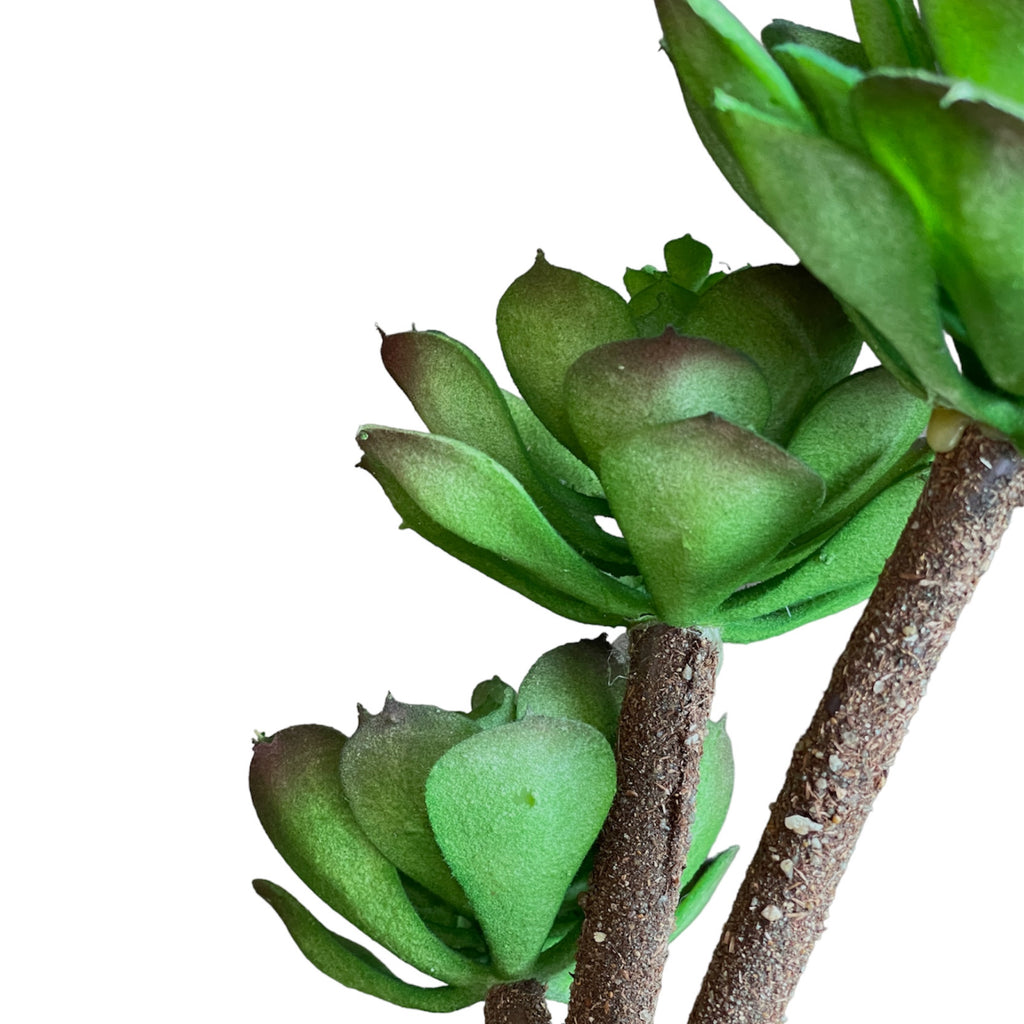 Suculenta Verde