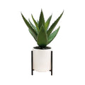 Maceta Aloe