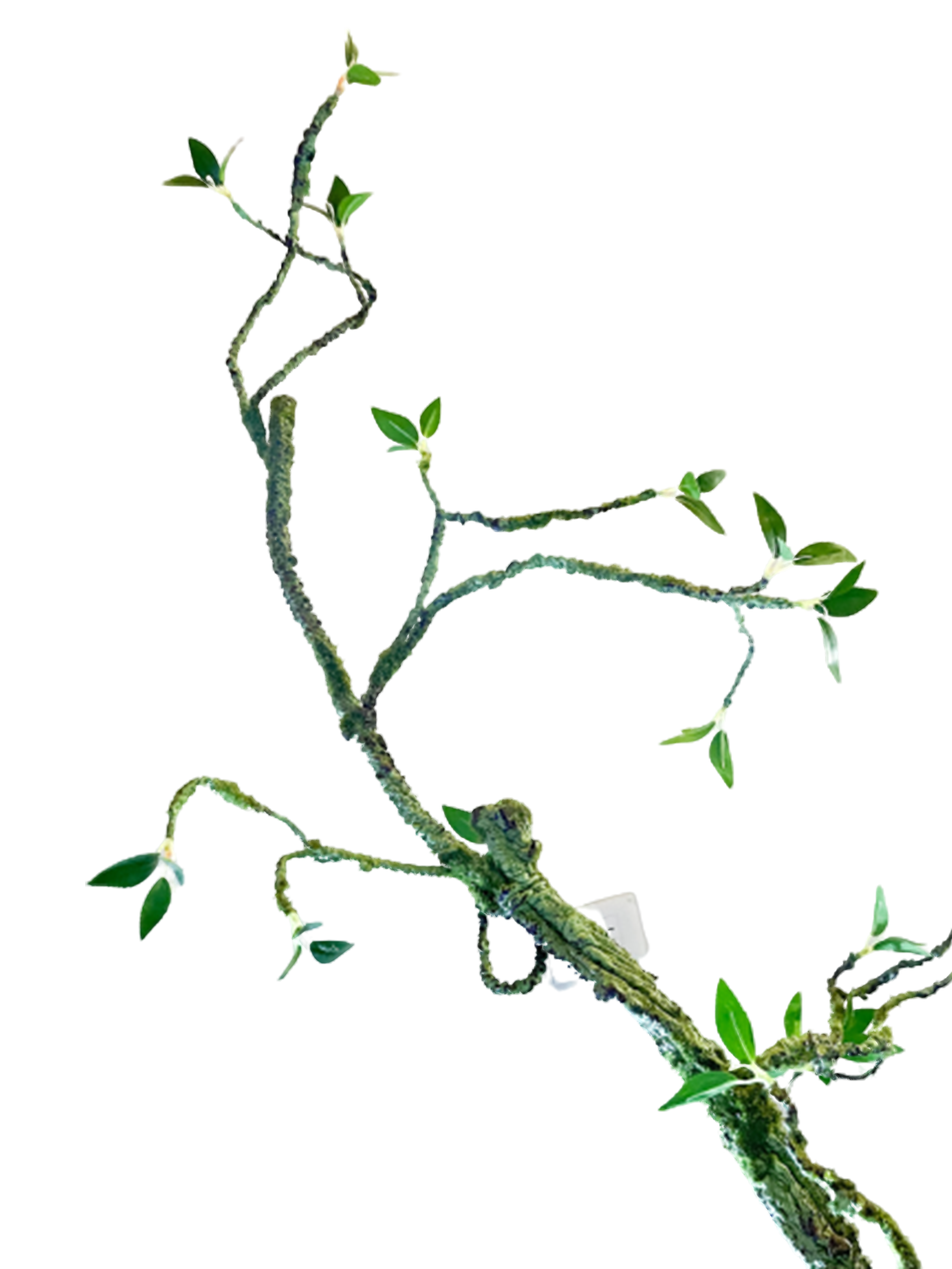 VARA CON MUSGO VERDE
