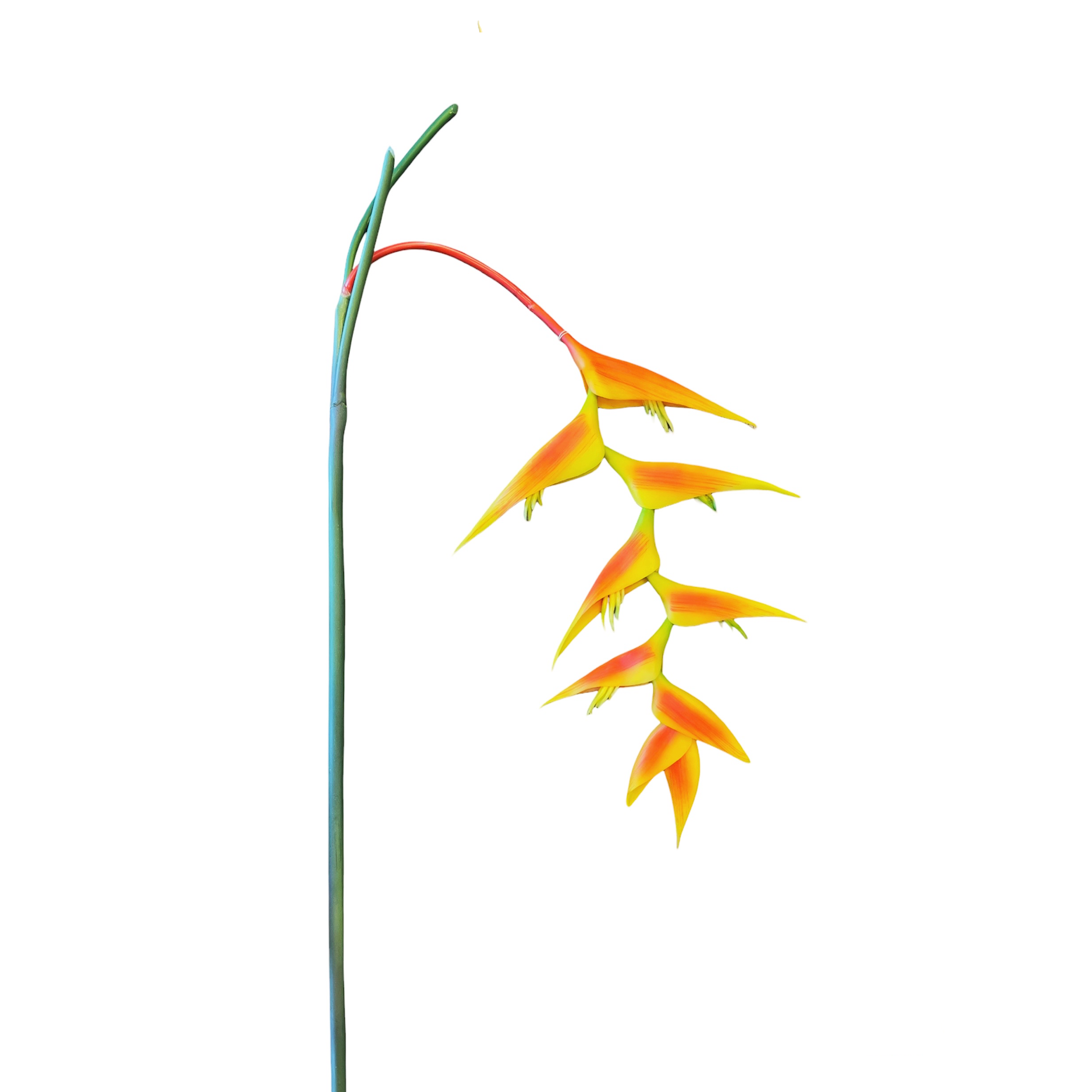 Vara de Heliconia Naranja