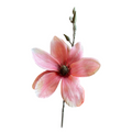 VARA DE MAGNOLIA LT. ROSA