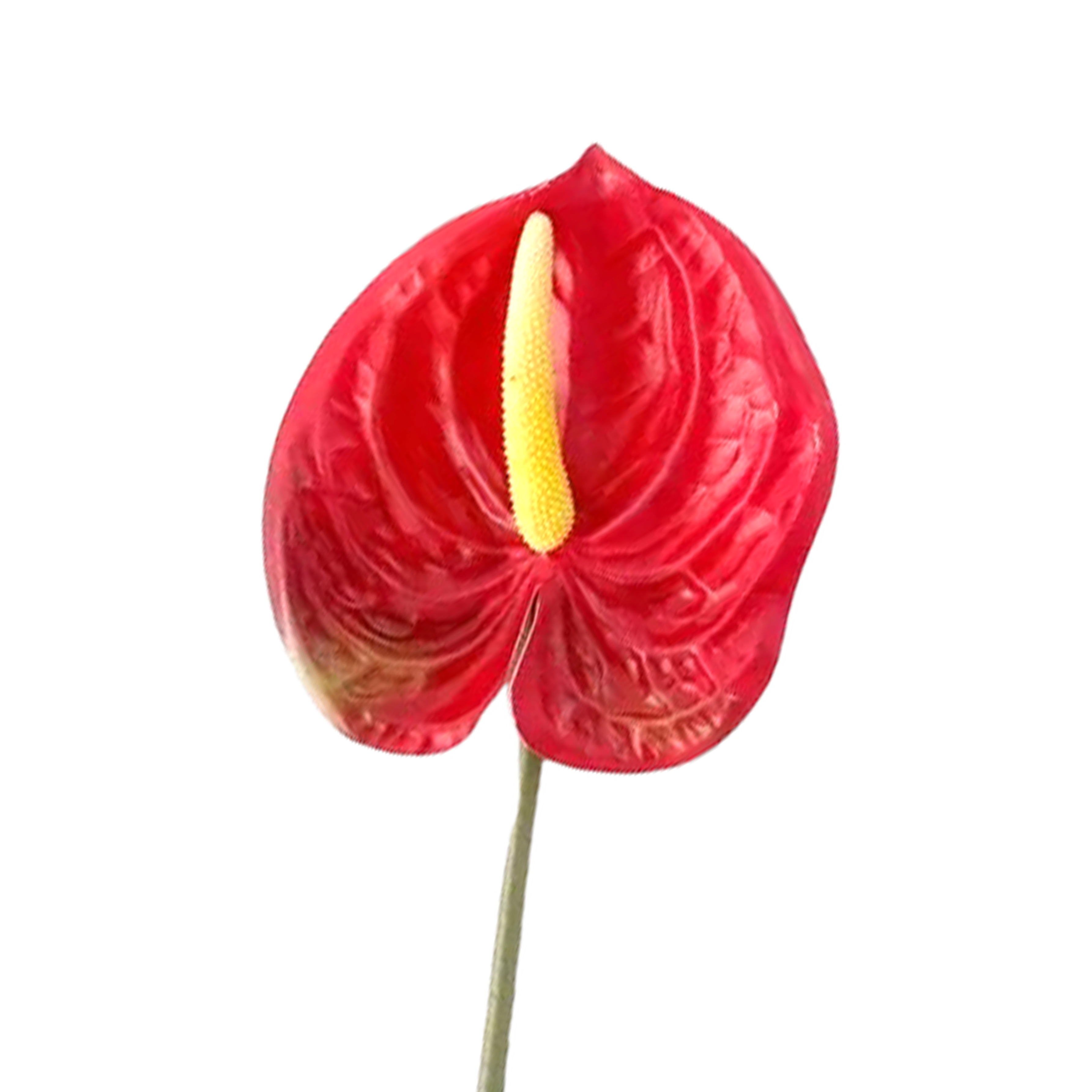 VARA DE ANTURIO II