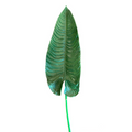 HOJA DE ALOCASIA VERDE