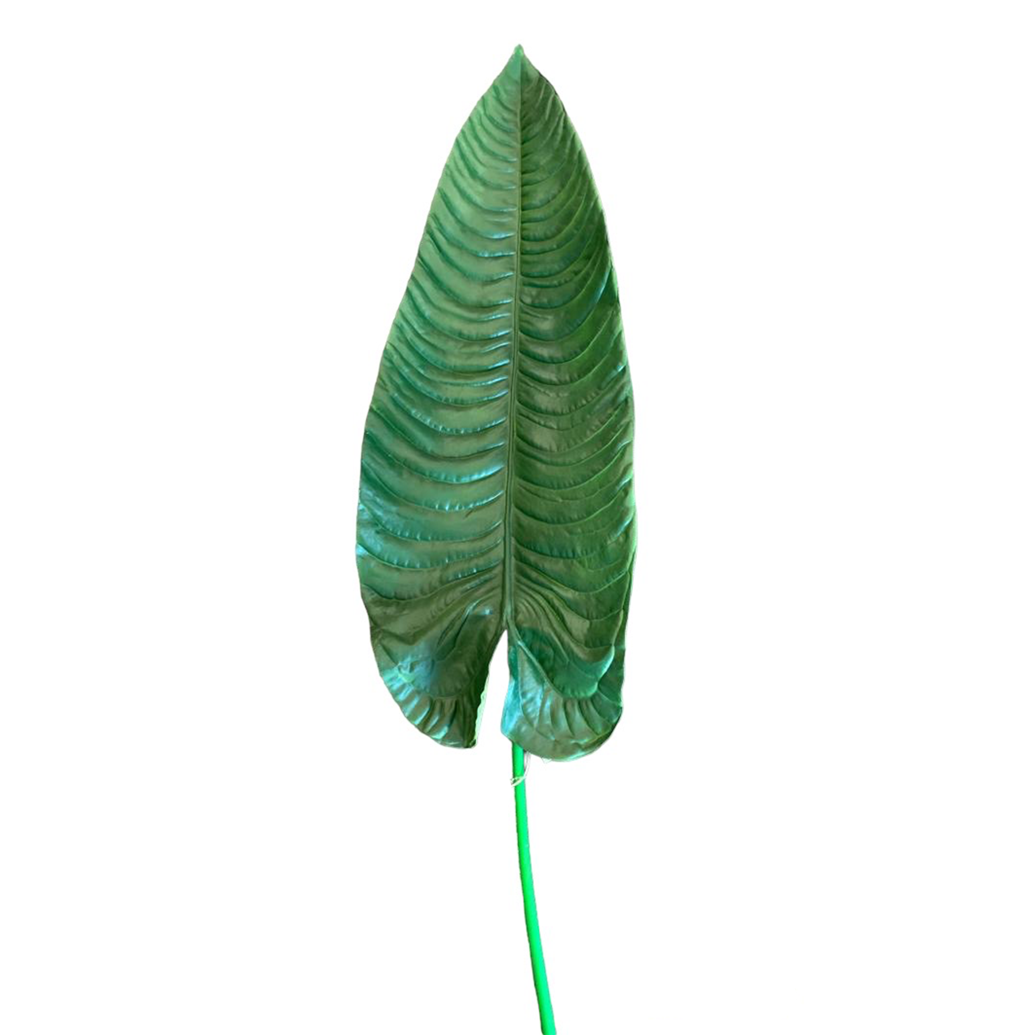 HOJA DE ALOCASIA VERDE