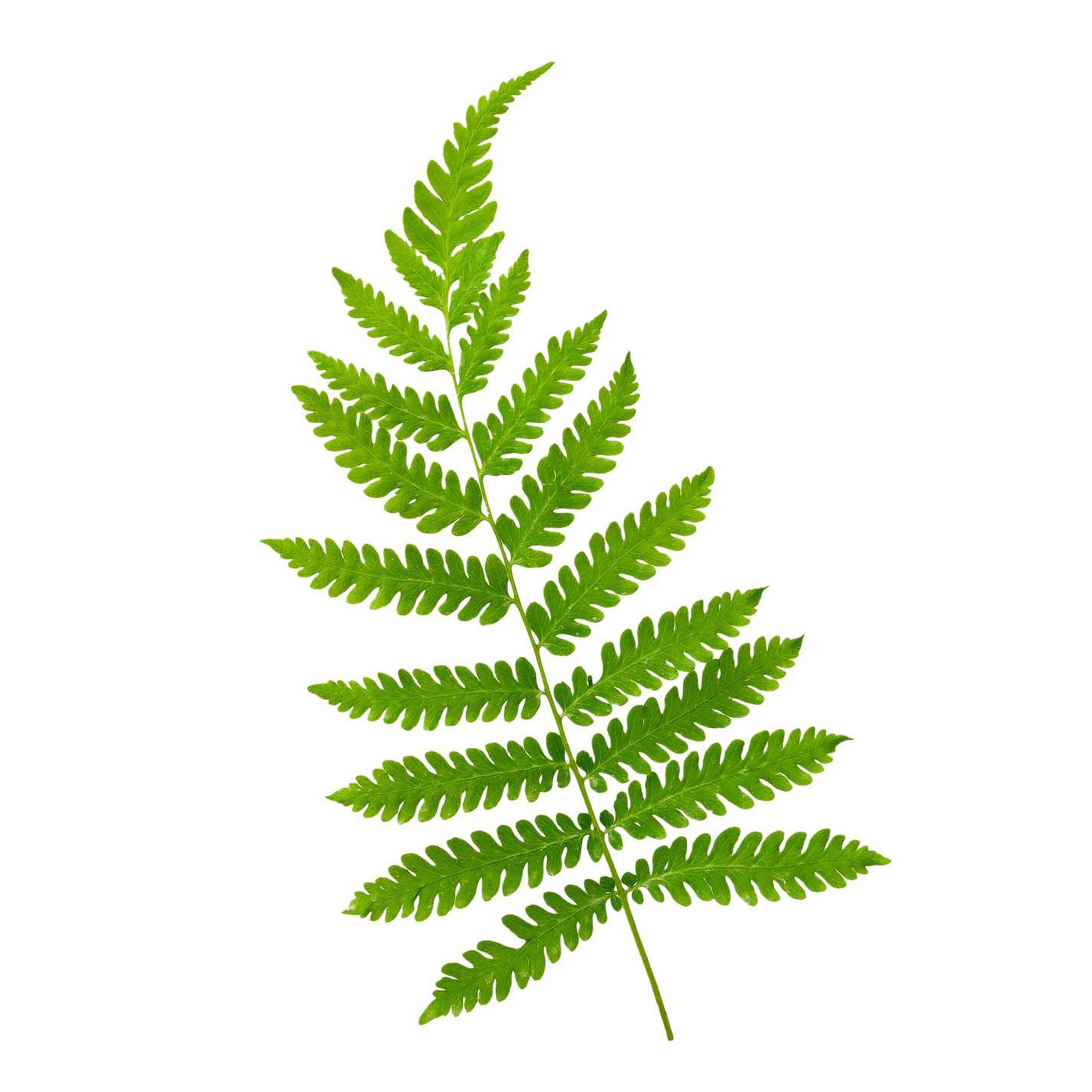 HOJA DE HELECHO 28" S43071 VERDE