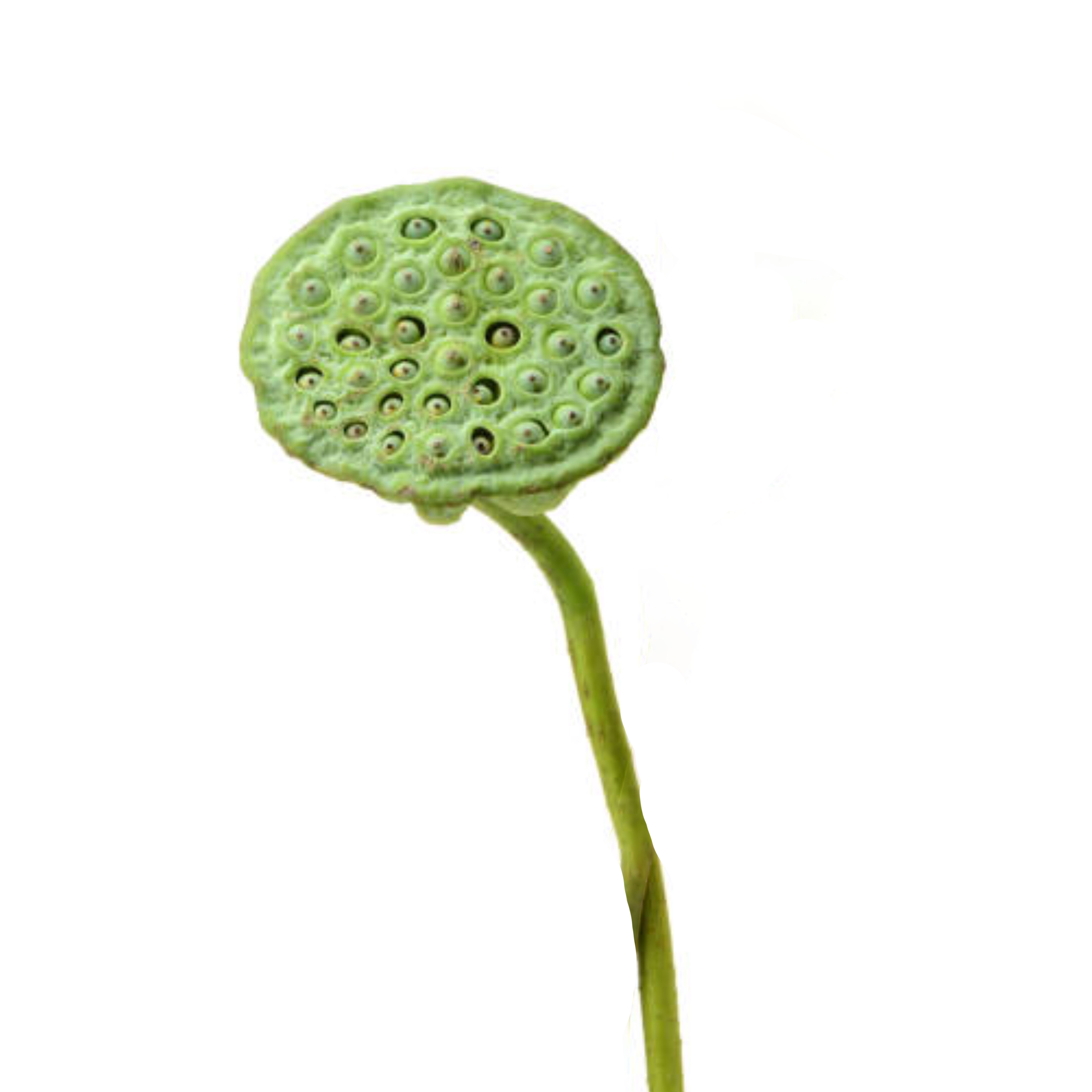 Vara de Nelumbo