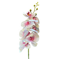Vara de Orquidea Blanco/Beauty