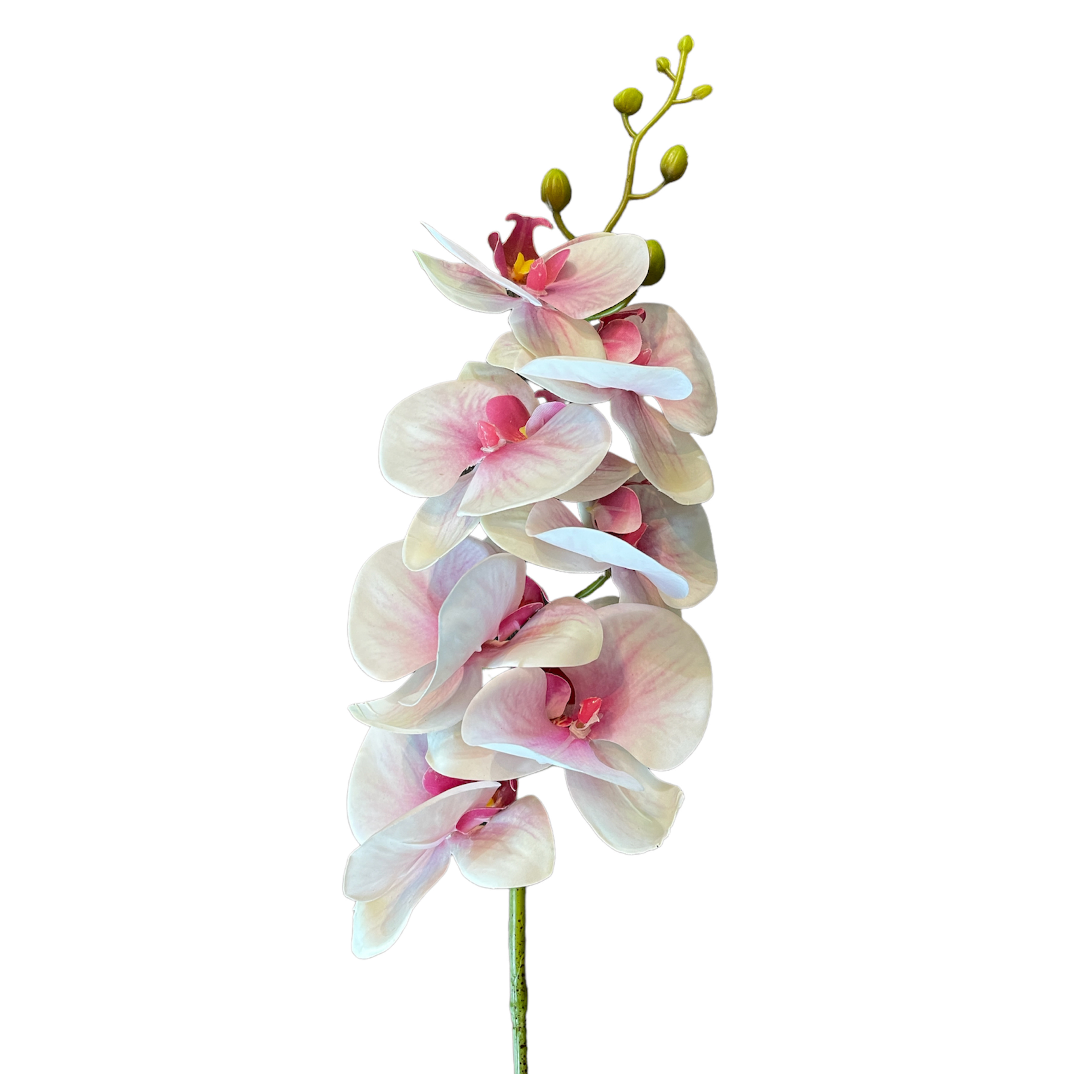 Vara de Orquidea Blanco/Beauty
