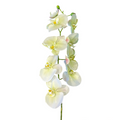VARA DE ORQUIDEA BLANCO/VERDE