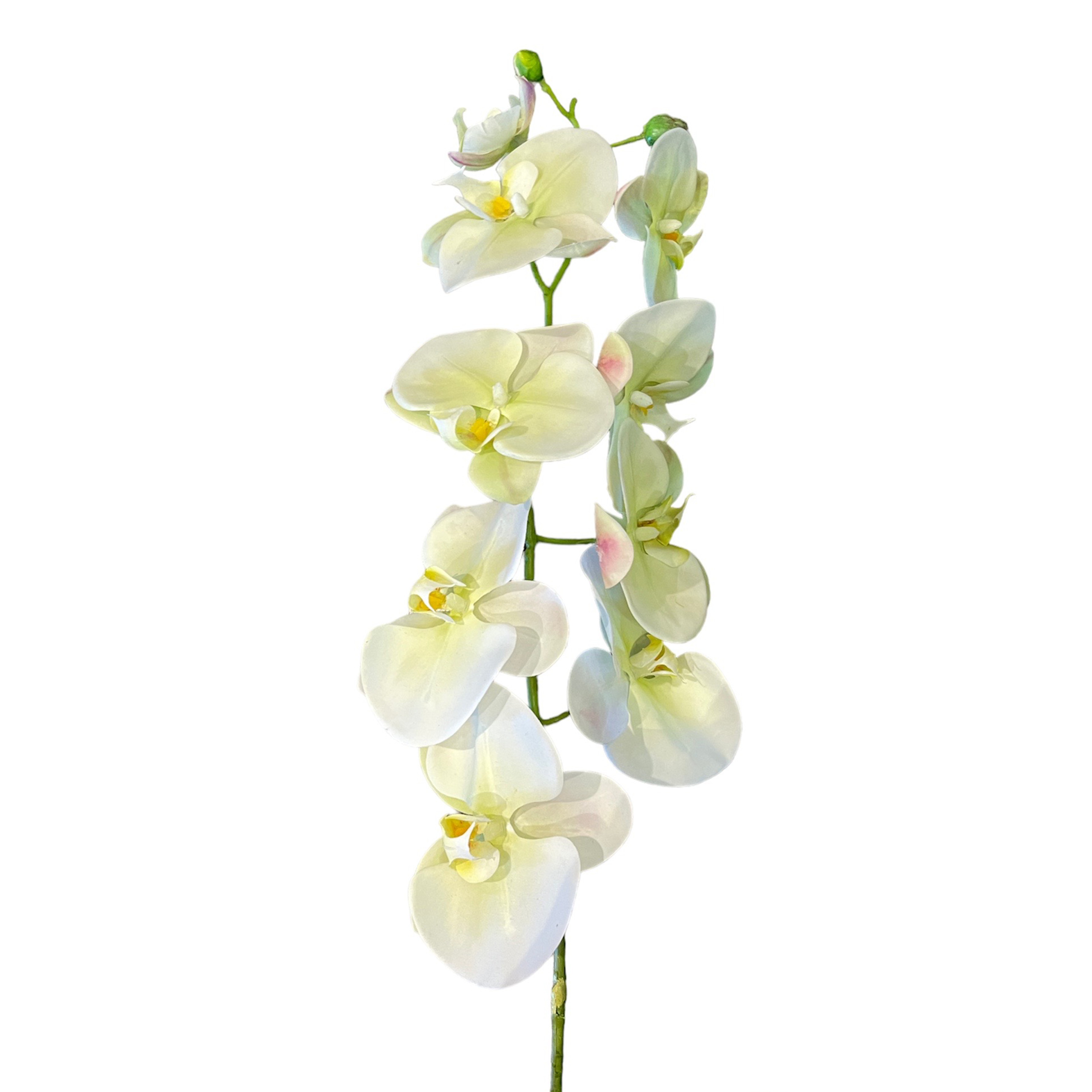 VARA DE ORQUIDEA BLANCO/VERDE