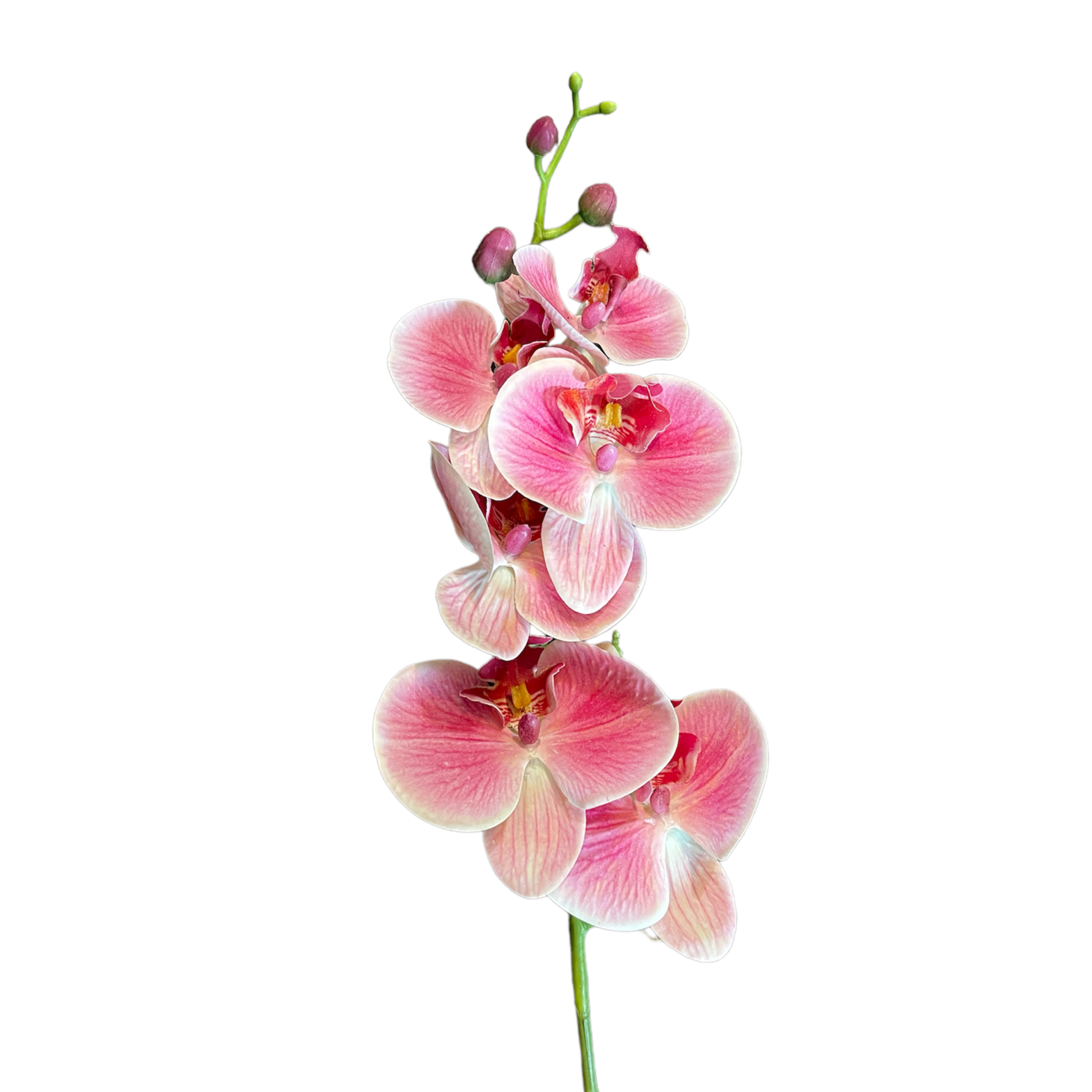 Vara de Orquidea Mauve/Morado