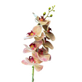 Vara de Orquidea Morado