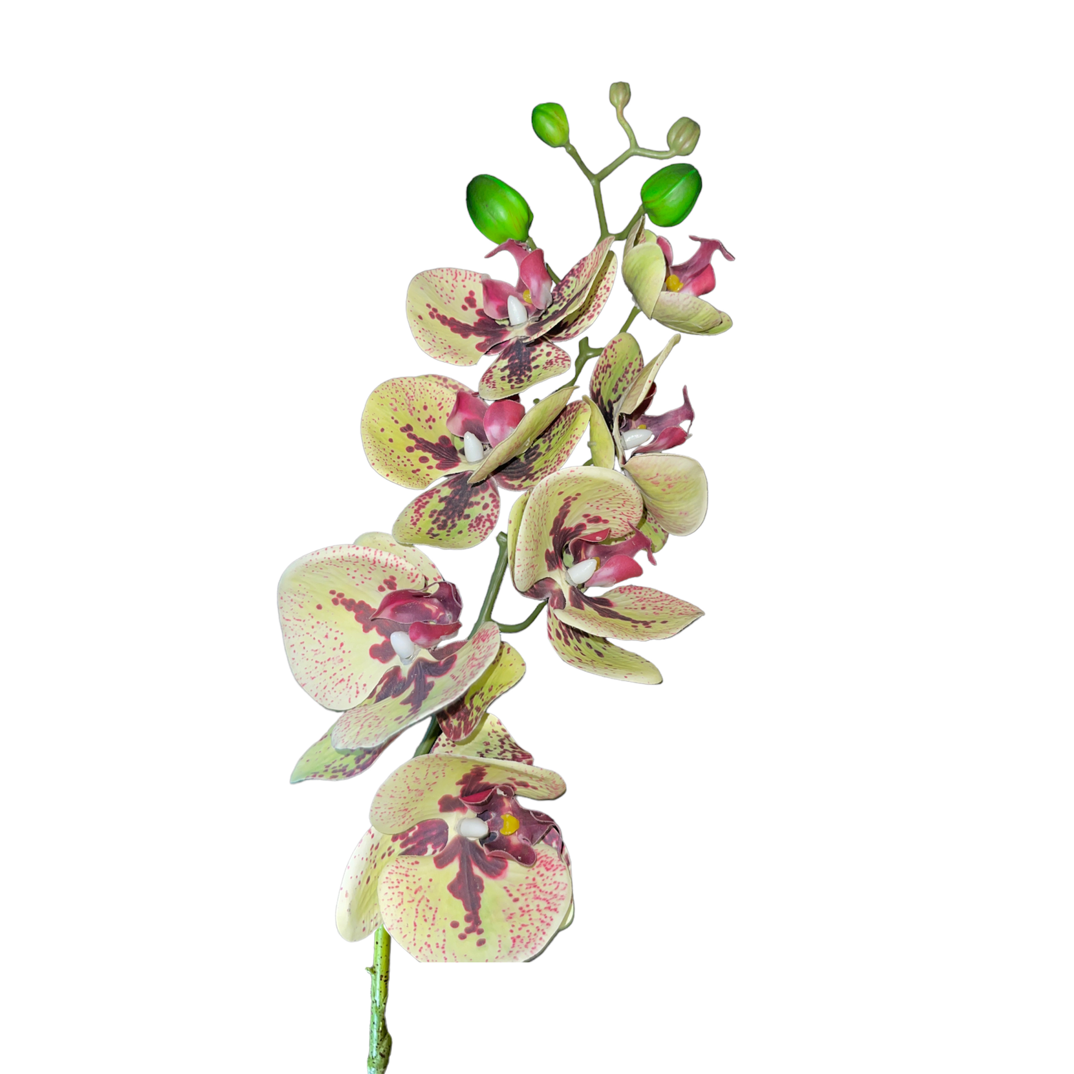 Vara de Orquidea Morado/Verde