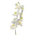 VARA DE ORQUIDEA BLANCA