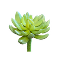 Suculenta Verde