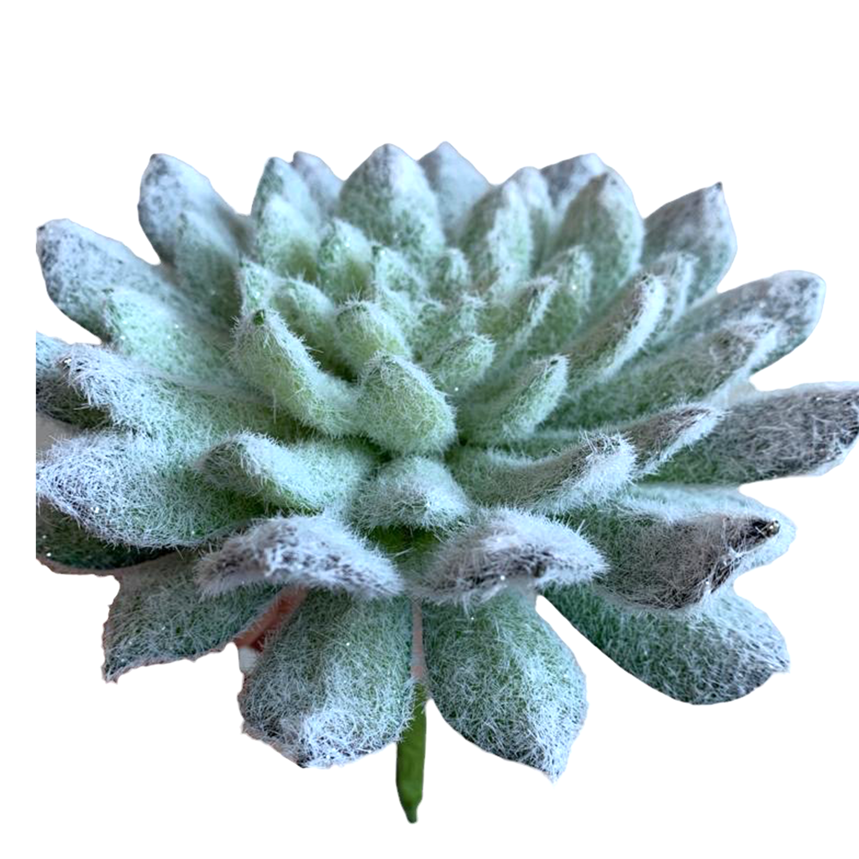 Pick de Suculenta Verde/Blanco