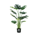 MONSTERA A100
